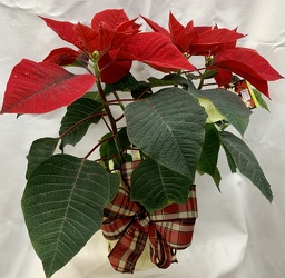 Red Poinsettia from Clark Flower and Gift Shop in Clark, SD