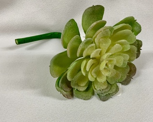 Faux Succulent from Clark Flower and Gift Shop in Clark, SD