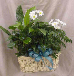 Double Basket of Green Plants with Fresh Daisies from Clark Flower and Gift Shop in Clark, SD