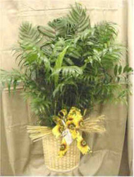 8" Green Plant with Sheaf of Wheat from Clark Flower and Gift Shop in Clark, SD