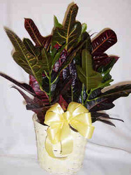 6" Croton Plant from Clark Flower and Gift Shop in Clark, SD
