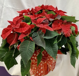 Large Red Poinsettia from Clark Flower and Gift Shop in Clark, SD