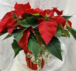 Red Poinsettia from Clark Flower and Gift Shop in Clark, SD