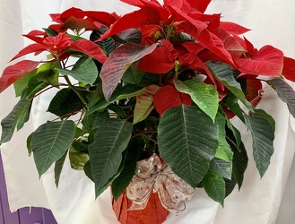 Large Red Poinsettia from Clark Flower and Gift Shop in Clark, SD