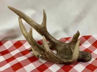 Antler Wine Bottle Holder from Clark Flower and Gift Shop in Clark, SD