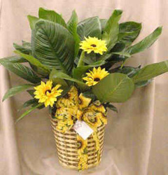 8" Potted Green Plant with Silk Sunflowers from Clark Flower and Gift Shop in Clark, SD