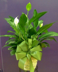 6" Peace Lily Plant from Clark Flower and Gift Shop in Clark, SD