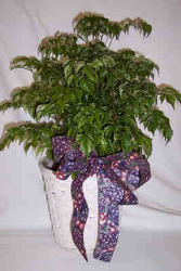 6" China Doll Plant from Clark Flower and Gift Shop in Clark, SD