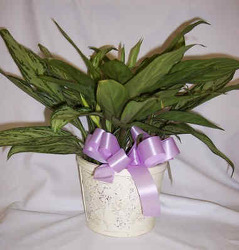 6" Chinese Evergreen from Clark Flower and Gift Shop in Clark, SD