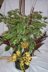 6" Ficus with Fall Accents from Clark Flower and Gift Shop in Clark, SD