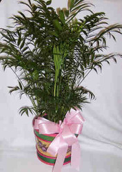 6" Palm Plant from Clark Flower and Gift Shop in Clark, SD